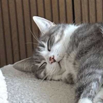 Chi, a grey tabby kitten with a white chest, asleep